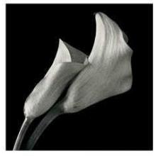 Cala Lillies Poster Print