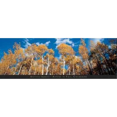 Anonymous - Aspens In Fall, Colorado Size 39.5x13 Poster Print