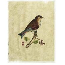 Crackled Selby Birds III Poster Print