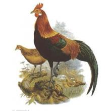 Rooster II Poster Print