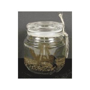 ACC Jar Candle Deer
