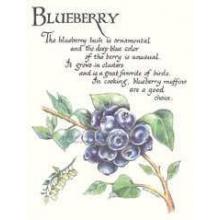Blueberry Poster Print