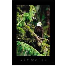 Silent Sentinel, Alaska Poster Print