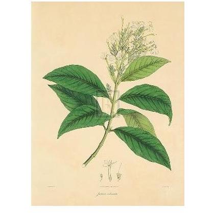 Unpublished East Indian Plants IV Poster Print