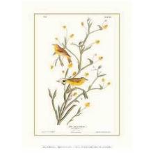 Yellow Red-Poll Warbler Poster Print