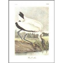 Wood Ibis Poster Print