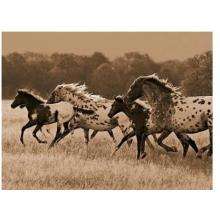 Appaloosa Run Poster Print