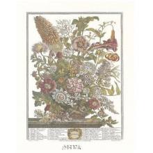 Twelve Months Of Flowers, 1730/August Poster Print