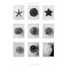 Les Littorales Noir & Blanc Poster Print