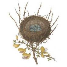 Antique Bird S Nest II Poster Print