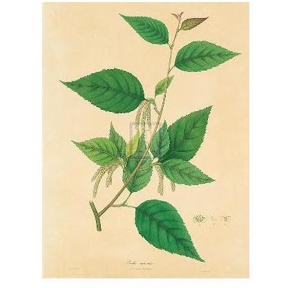 Unpublished East Indian Plants III Poster Print