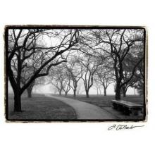 Foggy Morning Walk Poster Print