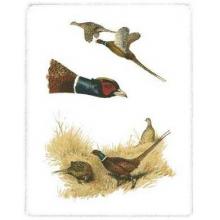 Pheasants Poster Print