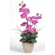 Double Stem Phalaenopsis