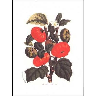 Tomatoes Texanum Poster Print