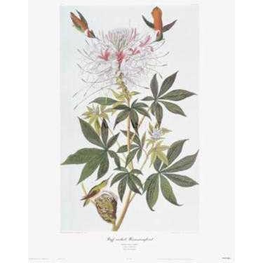 Ruff-Necked Hummingbird Poster Print