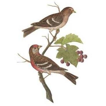 Antique Bird Pair II Poster Print