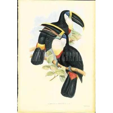 Toucan Pair I Poster Print