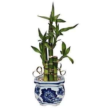 Lucky Bamboo