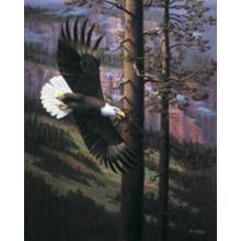 Eagle In Trees Poster Print