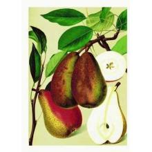 Clarigeau S Butterbine Pears Poster Print