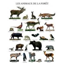 Animaux De La Foret Poster Print