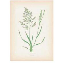 Grasses Poster Print
