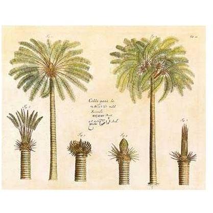 Exotic Plants & Palms Poster Print