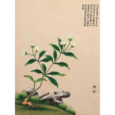 Flowering Chinese Tree III Poster Print