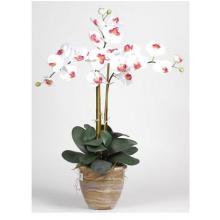 Triple Stem Phalaenopsis
