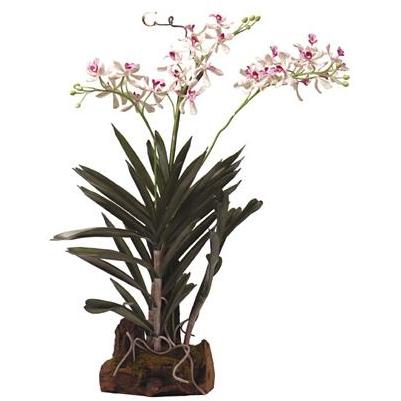 Vanda W/Root Base