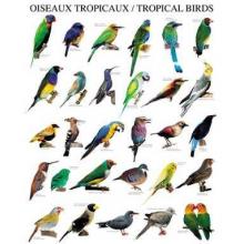 Tropical Birds Poster Print