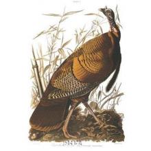 Wild Turkey Poster Print