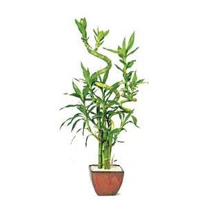 Deluxe Lucky Bamboo