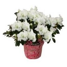 White Azalea