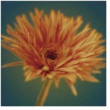Chrysanthemum On Turquoise Poster Print