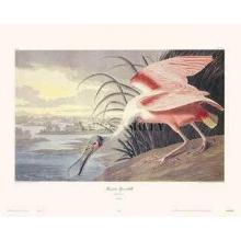 Roseate Spoonbill Poster Print