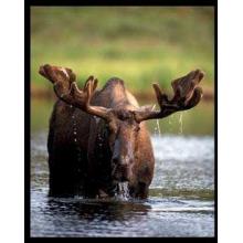 Bull Moose Poster Print