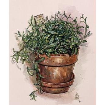 Potted Herbs-Oregano Poster Print