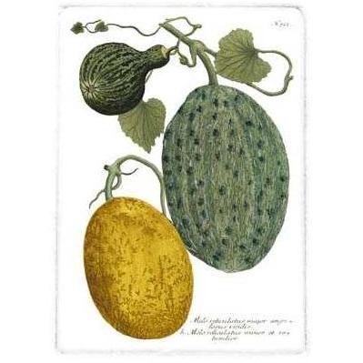Antique Melons II Poster Print