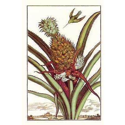 Pineapple With Hummingbird Poster Print