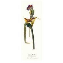 Vigor S Warbler Poster Print