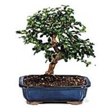 Fukien Tea