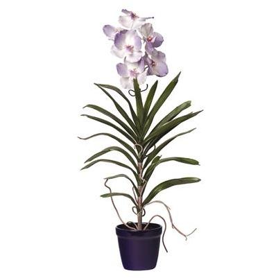 Vanda W/Blue Pot