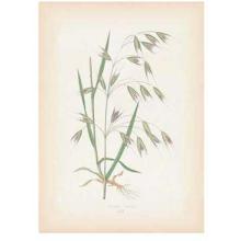 Grasses Poster Print