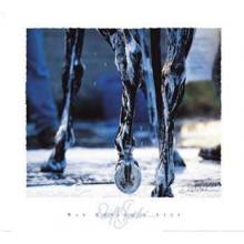 War Emblem S Legs Poster Print