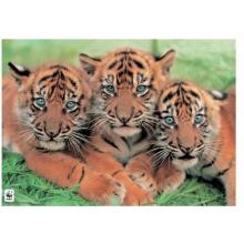Tiger Cubs - WWF Poster Print