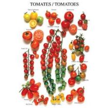 Tomatoes Poster Print