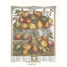 Twelve Months Of Fruits, 1732/January Poster Print
