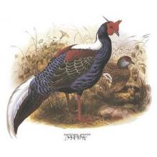 Swinhoe S Pheasant Poster Print